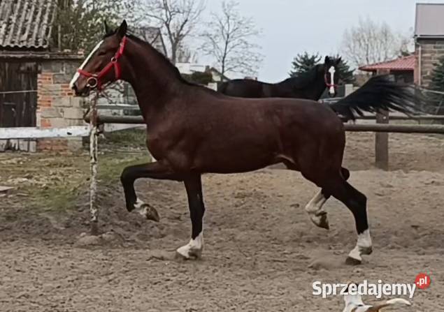 Malowany ogier z matki KWPN Rawicz sprzedam