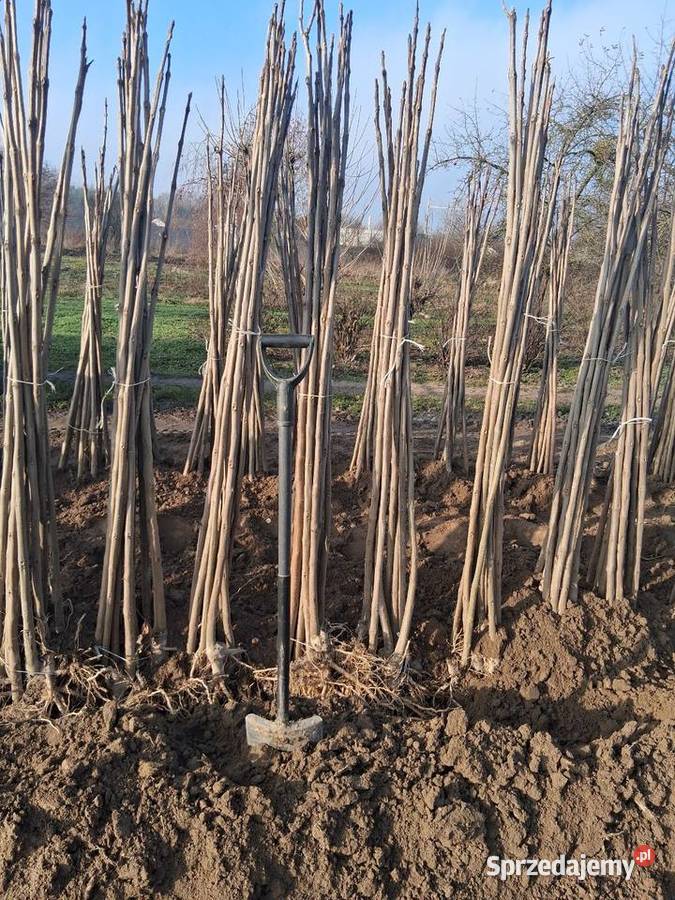 Podkładki do szczepienia klon modrzew katalpa i Puławy