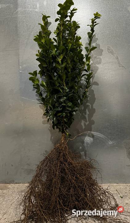 Sadzonki na żywopłot Bukszpan Cis Laurowiśnia świętokrzyskie Kielce sprzedam