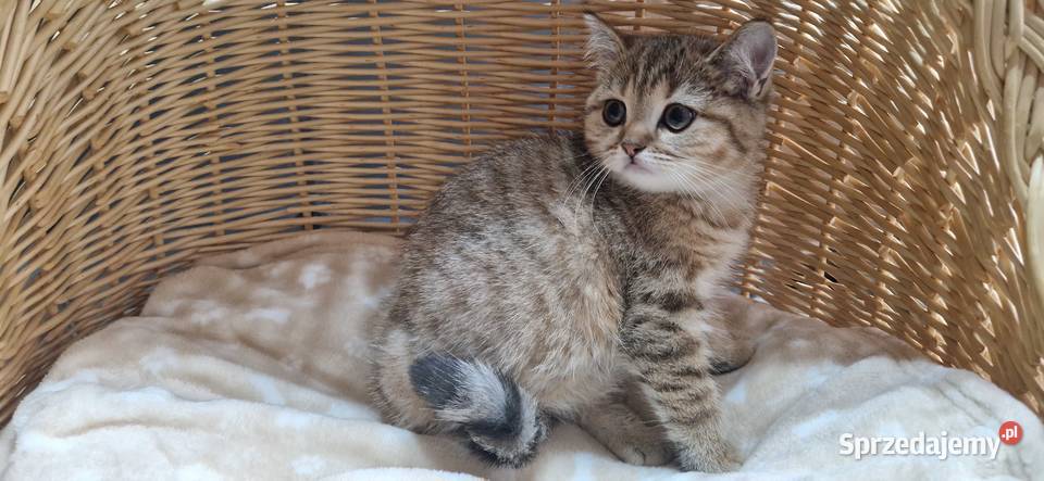 Kocurek Brytyjski złocisto pręgowany Brytyjski śląskie Katowice