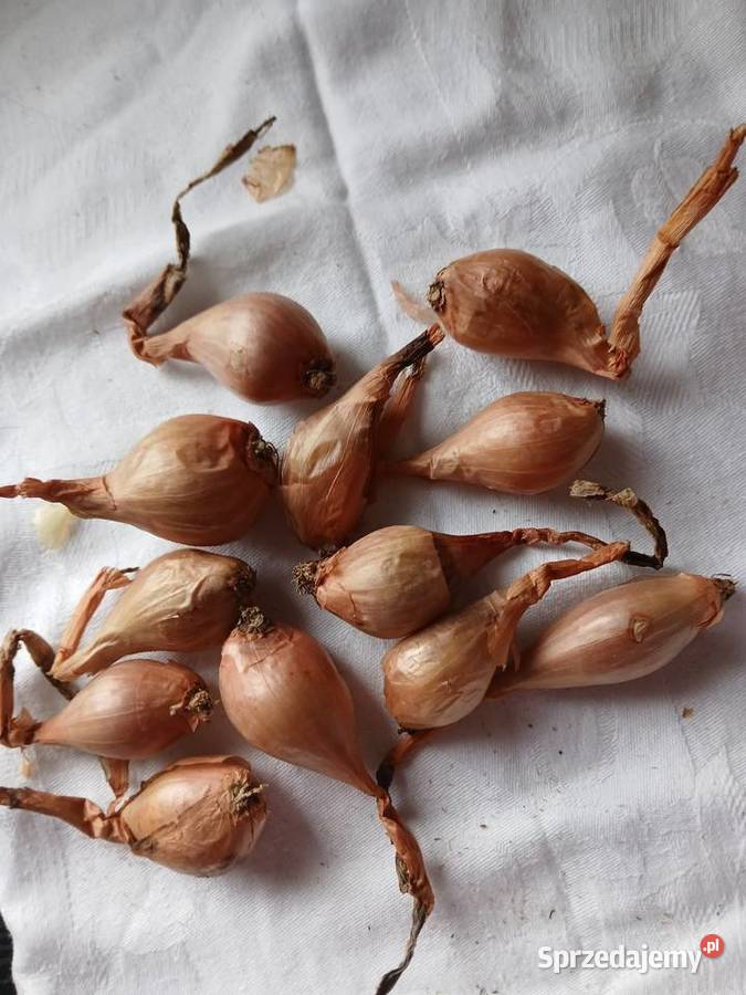 Cebula szalotka Skępe