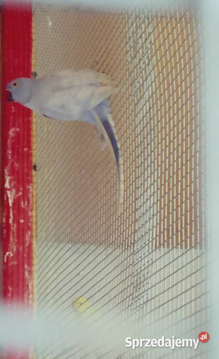 Aleksandretty Aleksandretta lubuskie Podmokle Małe