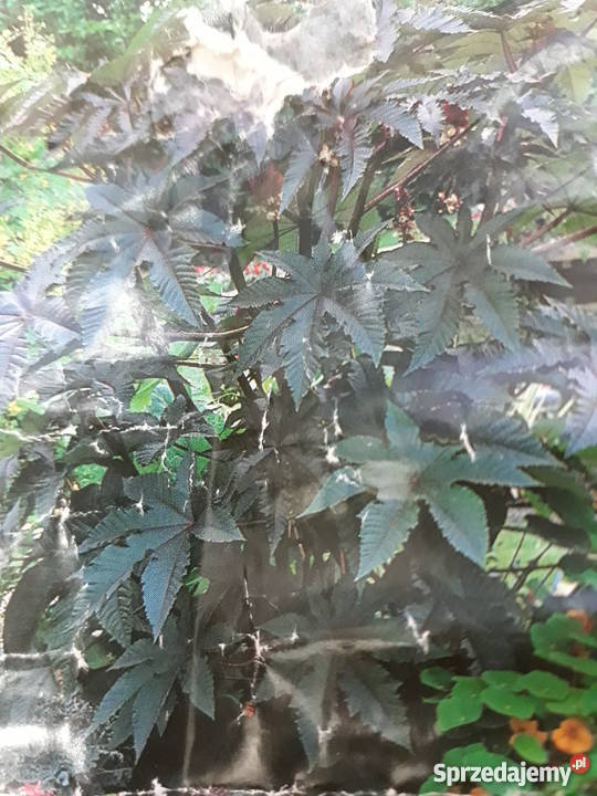 Nasiona Rącznik Kasztanowiec Anty kret łódzkie Łódź sprzedam