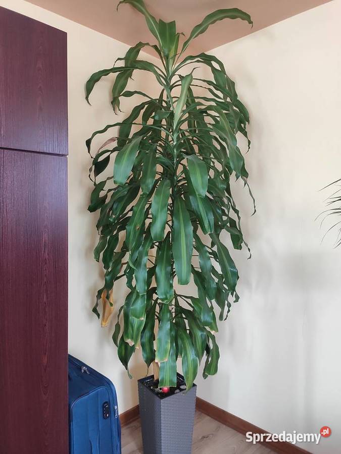 Dracena 2 metry Jasło