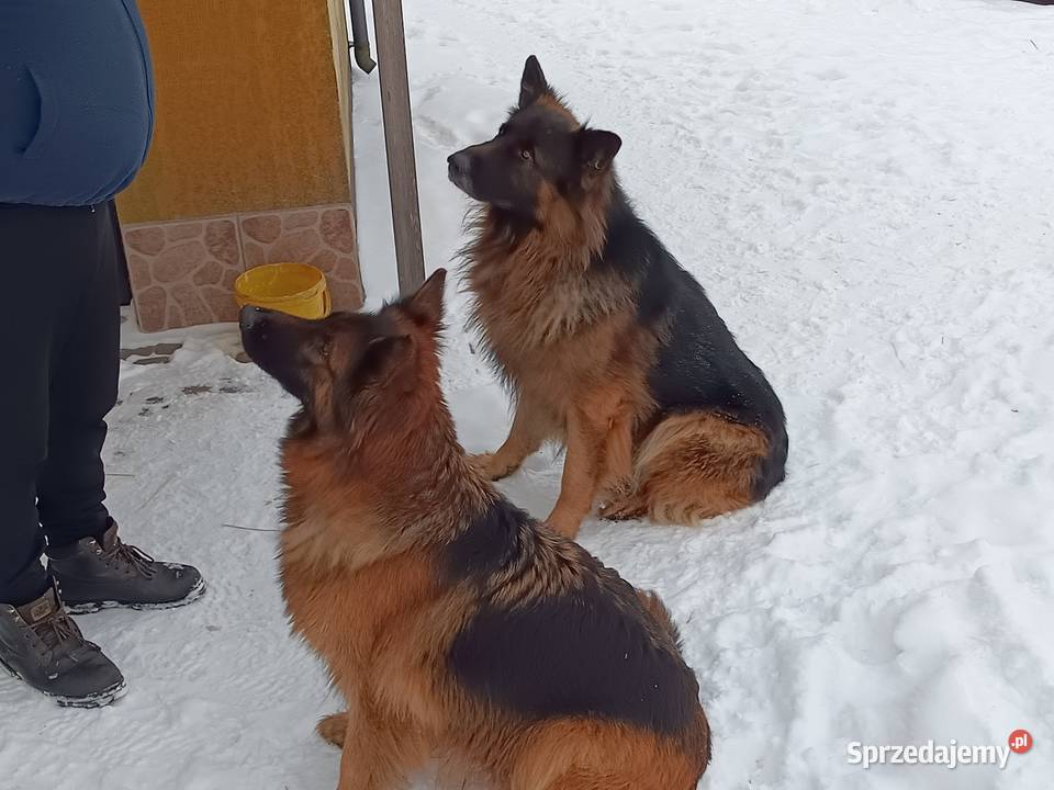 Owczarek niemiecki szczenię pies piesek Owczarek Lubartów