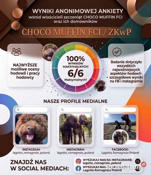 Lagotto Romagnolo pies na trufle DOGOTERAPIA Szczecin