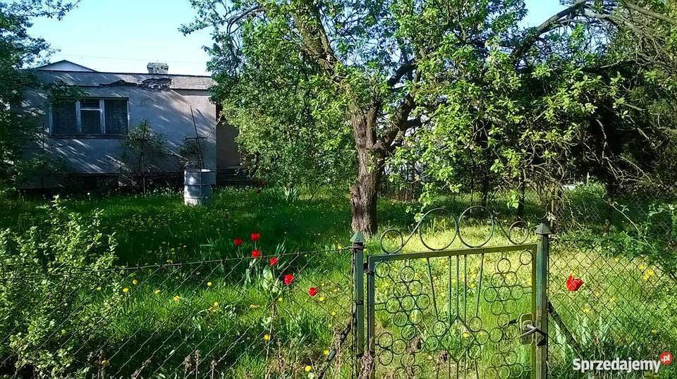 Bezpośrednio sprzedam działkę ROD na Grunty i działki wielkopolskie Poznań