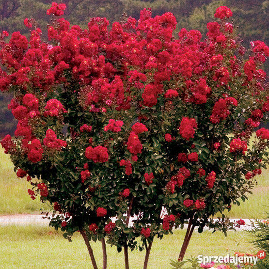 Lagerstroemia Indica BEZ POŁUDNIA Poznań