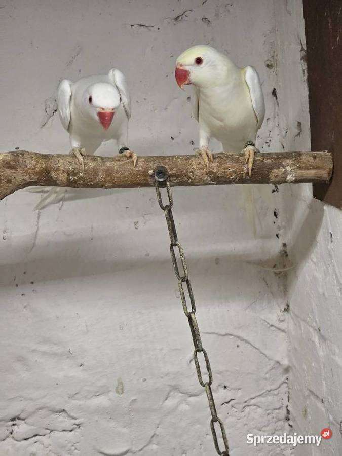 Sprzedam papugi małopolskie Proszowice