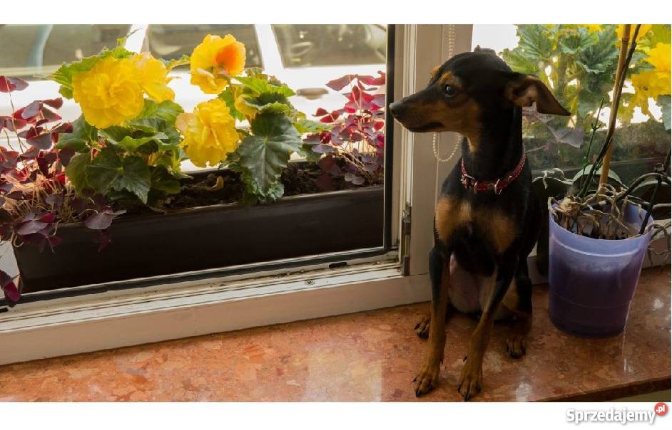 Pies Pinczer miniaturowy ODDAM Włocławek sprzedam