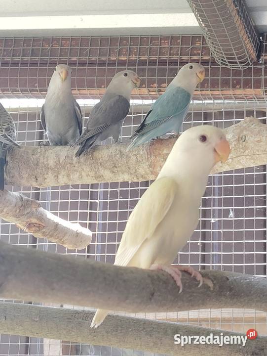 Nierozłączki czerwonoczelne