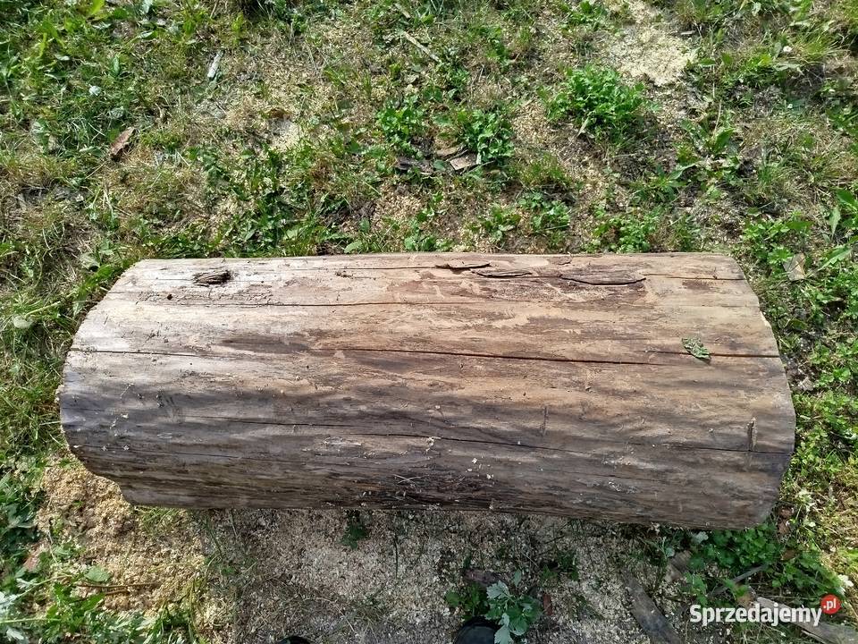 Pień orzecha włoskiego suchy Leśnictwo lubelskie Lublin