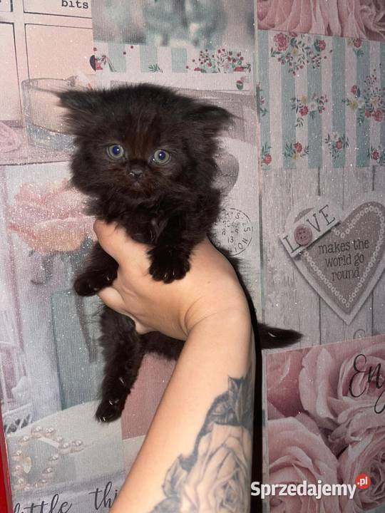 Kocurek perski czarny z rodowodem śląskie Gliwice