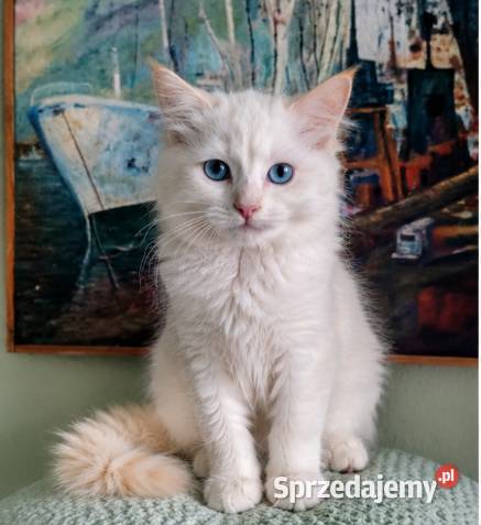 Gotowy do odbioru kocurek Ragdoll z rodowodem i Łódź