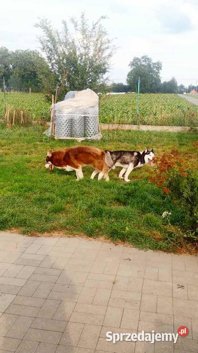 Miot razy syberian husky Listopad