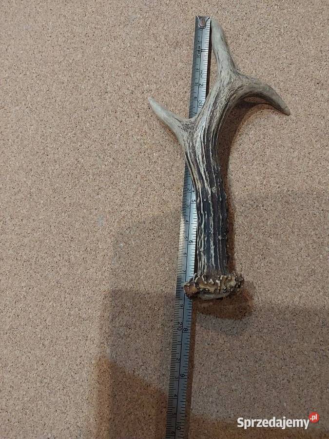 Poroza jelonka sarny mazowieckie Baby Górne sprzedam