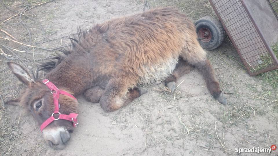Sprzedam Osiołka ogiera Czarny Las
