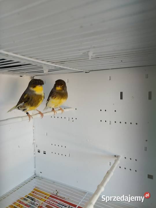 Kanarki Gloster 24 25 r Pary Gostyń