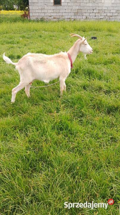 koza mleczna seańska 70 Biszcza