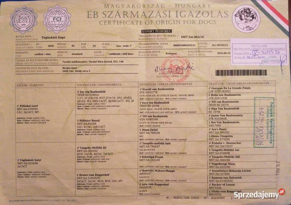 Jamnik Szorstkowłosy Standardowy ZKWP FCI Jamnik Skierniewice