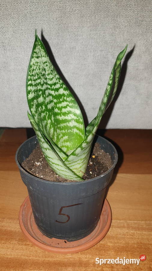 Sansewieria 5 roślina rosnąca Kaktusy i sukulenty mazowieckie Warszawa sprzedam