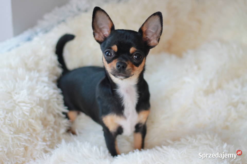 Chihuahua suczka 7miesiecy ZKwP FCI sprzedam