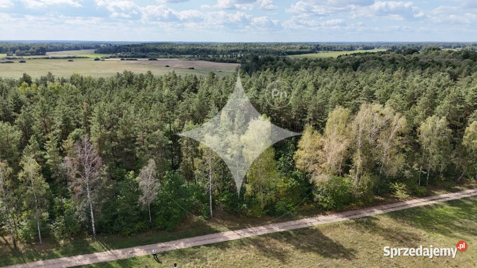 50letni Las Brzoza Sosna Gmina Rajgród leśna Sprzedaż podlaskie Pieńczykowo