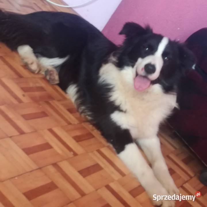 Border collie fci Krotoszyn