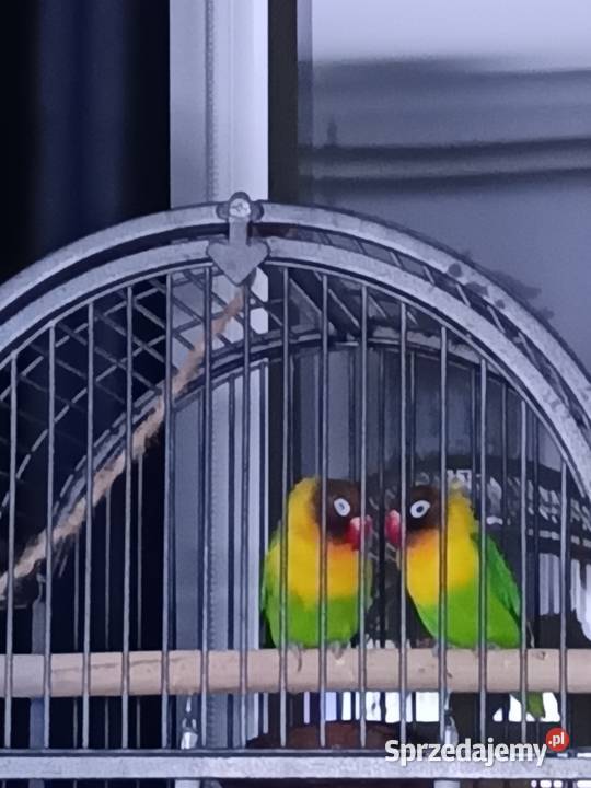 Papużka nierozłączka dobrana para Warszawa