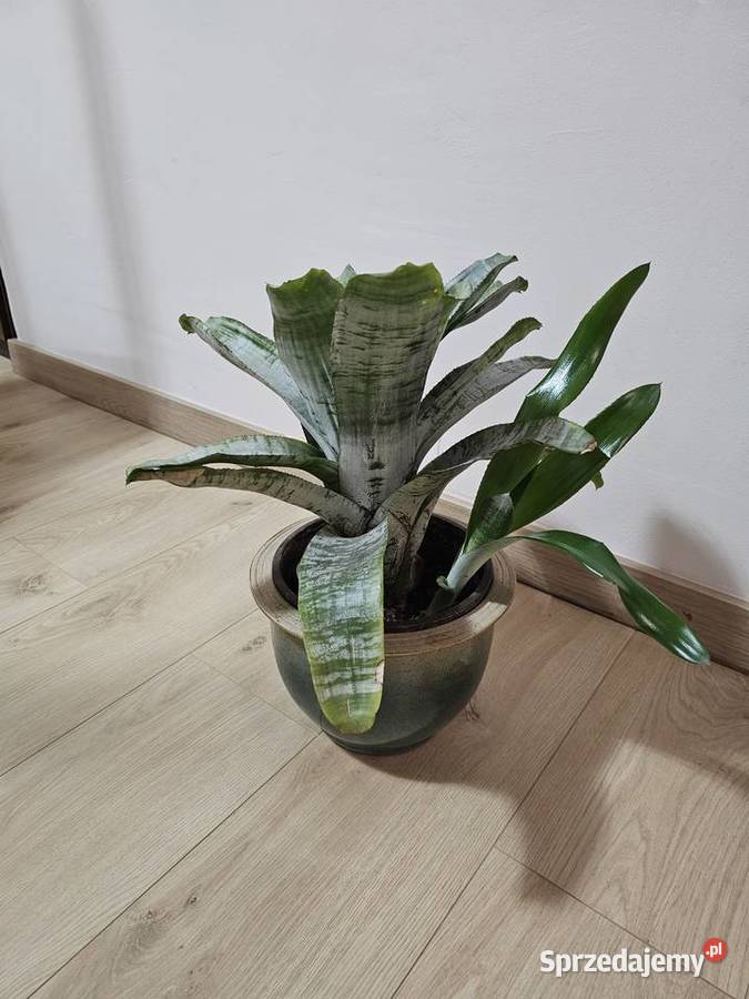 Echmea wstępować Aechmea kwiat z rodziny Oświęcim