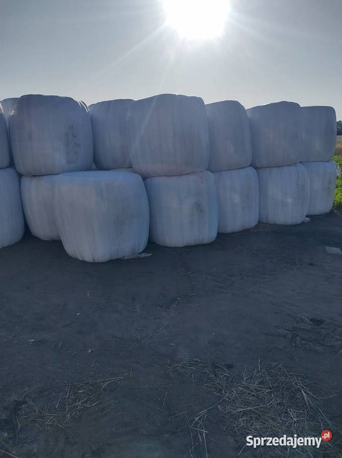 Sianokiszonka 2025 wielkopolskie Chodzież