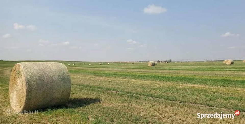 Siano w belkach rulonach podlaskie Sejny
