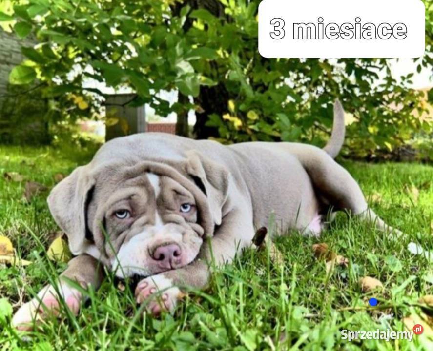 American bully potężny reproduktor liliac Pozostałe zachodniopomorskie Koszalin sprzedam