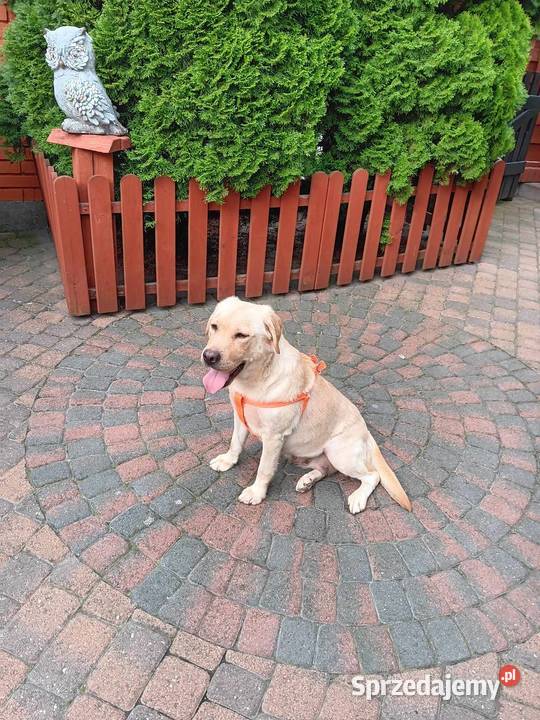 Cudowne labradory Labrador Barłożno