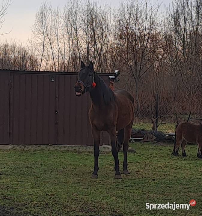 Dajana klacz małopolska