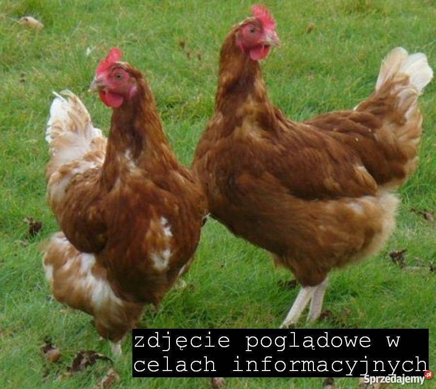 kury nioski lohmann brown Libiąż