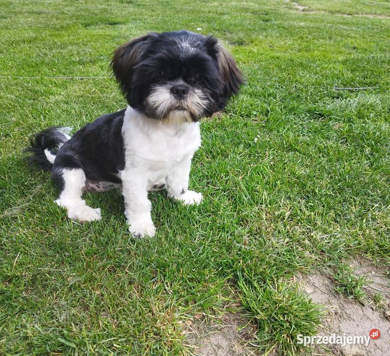 Złoty Shih tzu z rodowodem Wróblew sprzedam