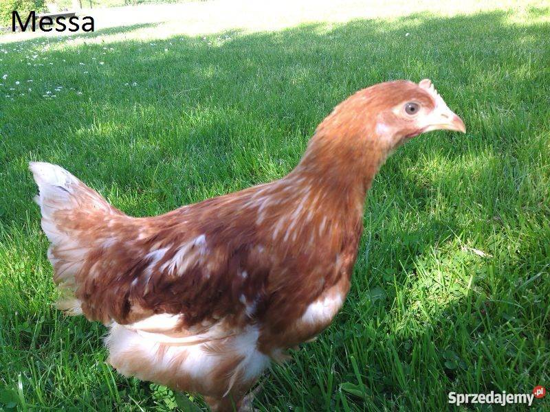 Kury nioski 9miesięczne 25 Skrybicze podlaskie