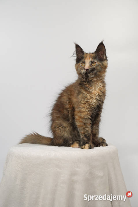 Kocięta Maine Coon wielkie koty małopolskie