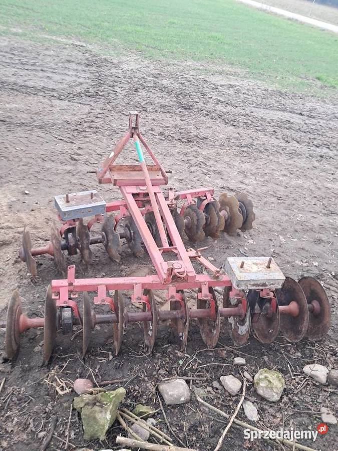 Talerzowka Klonownica Mała