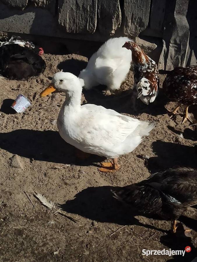 Kaczki i kaczory francuskiepiżmowe czekoladowe lubelskie Krasnystaw sprzedam