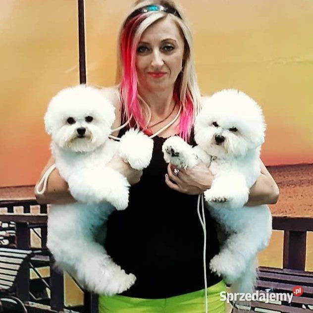 bichon frise szczenięta do odbioru rodowód FCI Gdańsk sprzedam