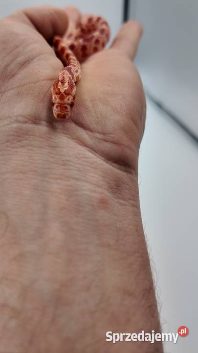 Wąż zbożowy samiczka Amel 50 Stripe 66 Anery Olsztyn