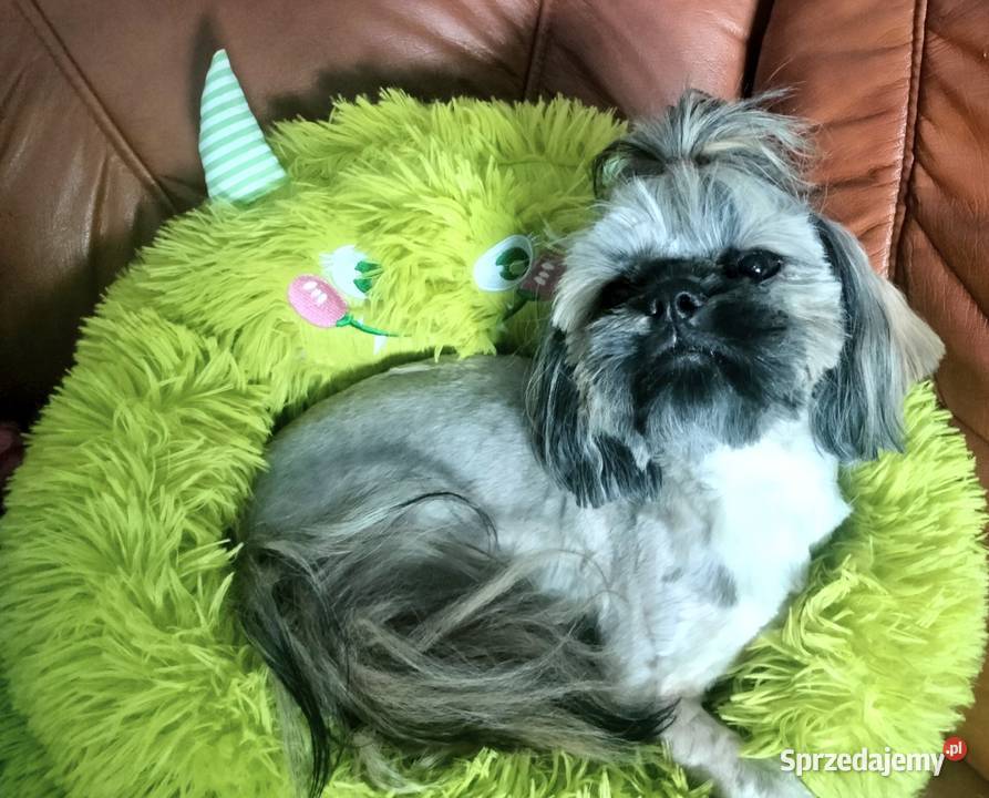 Shih tzu FCI piesek dolnośląskie