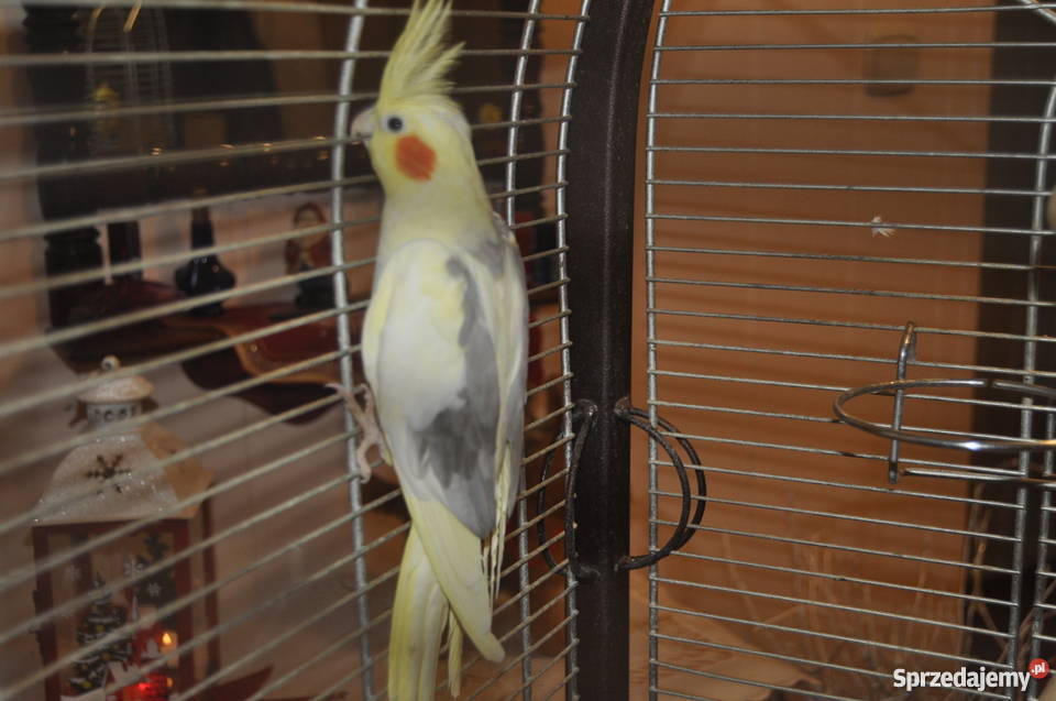 Nimfa i papuga Kozia klatka ptaków pomorskie Kartuzy