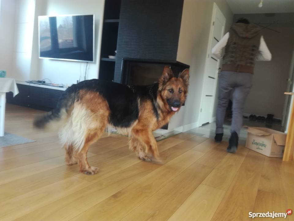 Szczenięta owczarka niemieckiego Łomża