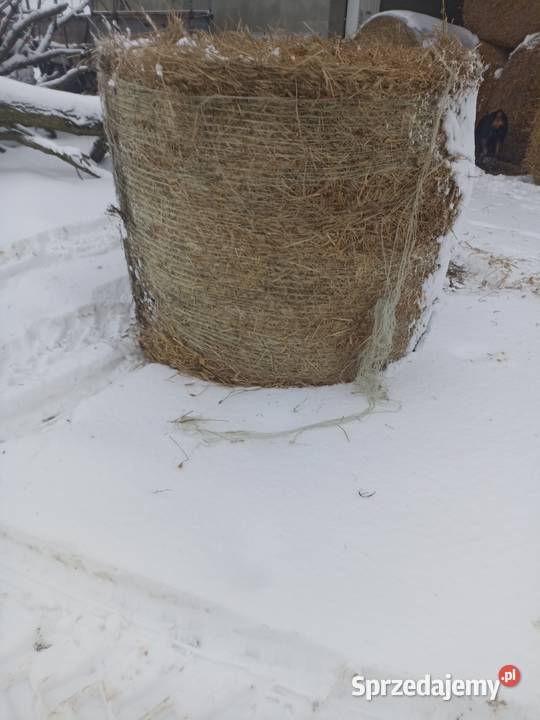 Bele Słomy 120x150 Nasielsk