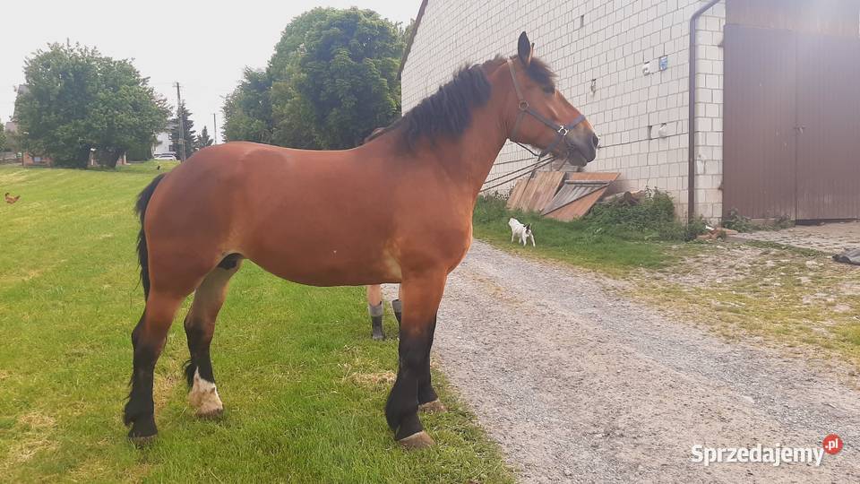 Klacz gniada 5 lat Konie Chrzanów