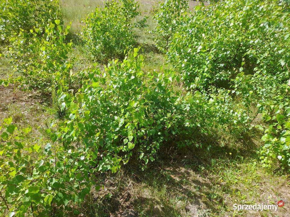 Sadzonki sosny dąb brzoza wierzba akacja wielkopolskie