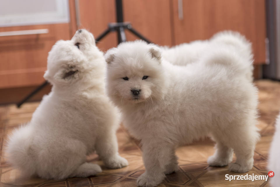 Samoyed Samojed FCI kilkunastoletnie łódzkie sprzedam